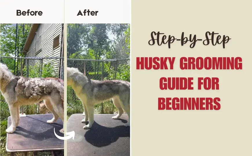 Dos and Don’ts of Husky Dog Grooming